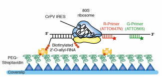 Principe du suivi de la cinétique du ribosome